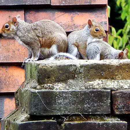 burlington fireplace, chimney squirrels